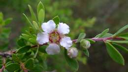 Sivun Leptospermum trinervium (Smith) J. Thompson kuva