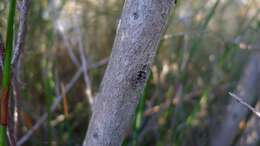 Image of Pink Tea Tree