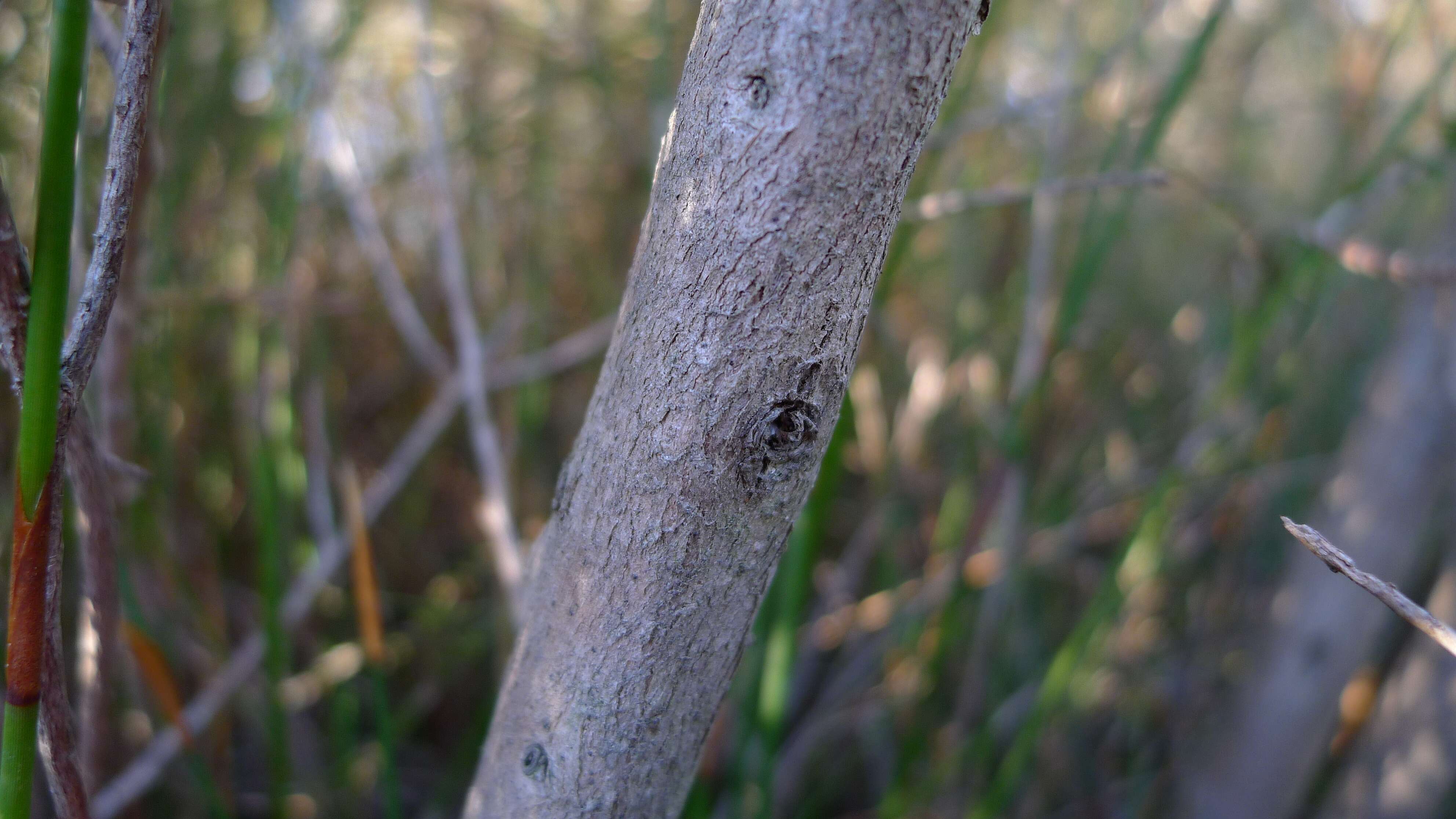 Image of Pink Tea Tree