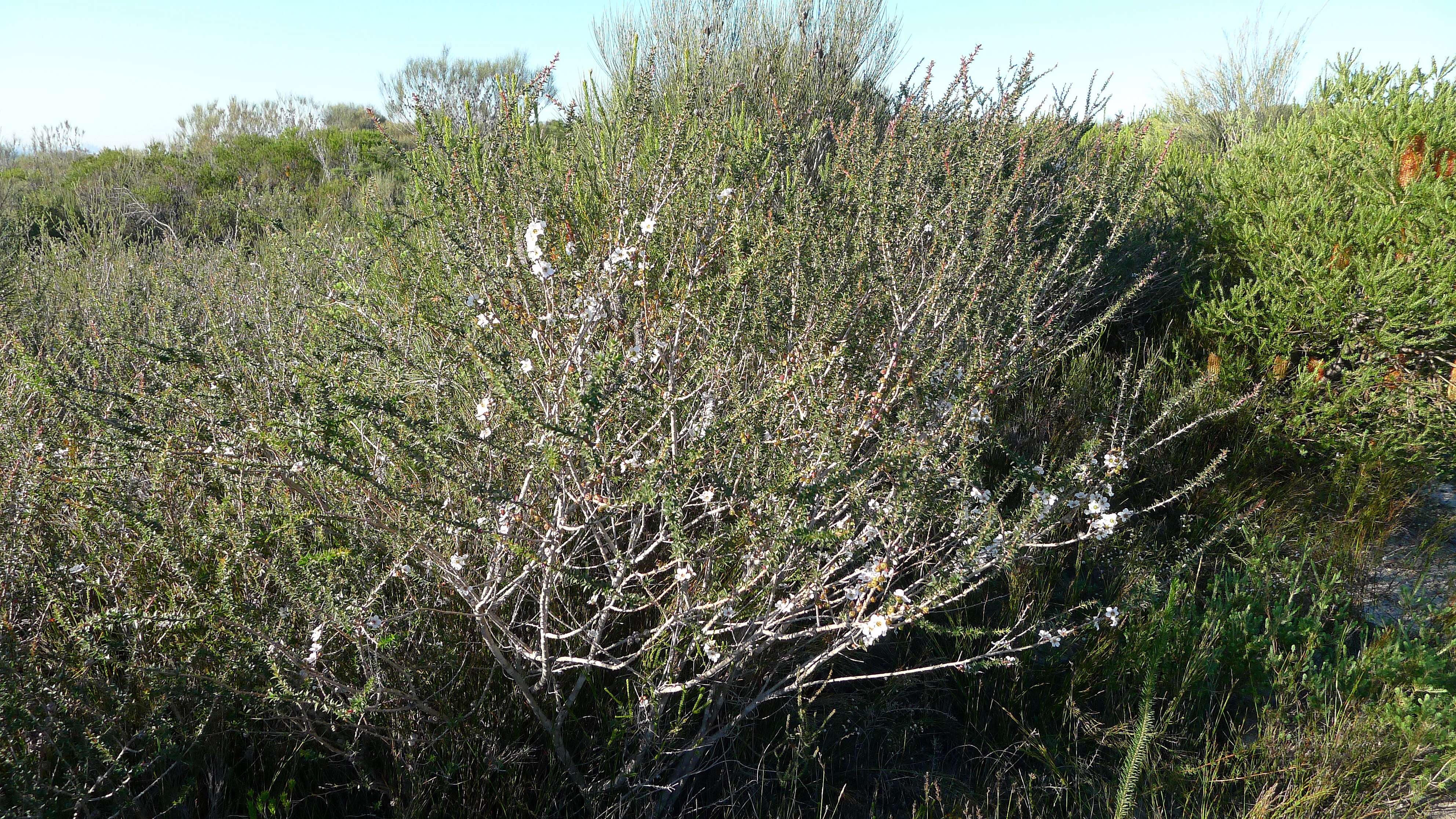 Image of Pink Tea Tree