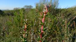 Image of Pink Tea Tree