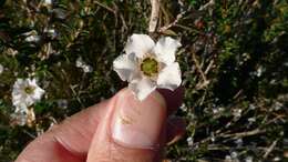 Image of Pink Tea Tree