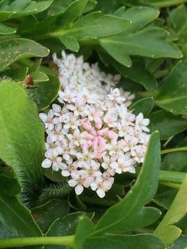 Image of Trachymene humilis subsp. breviscapa (Domin) P. Short