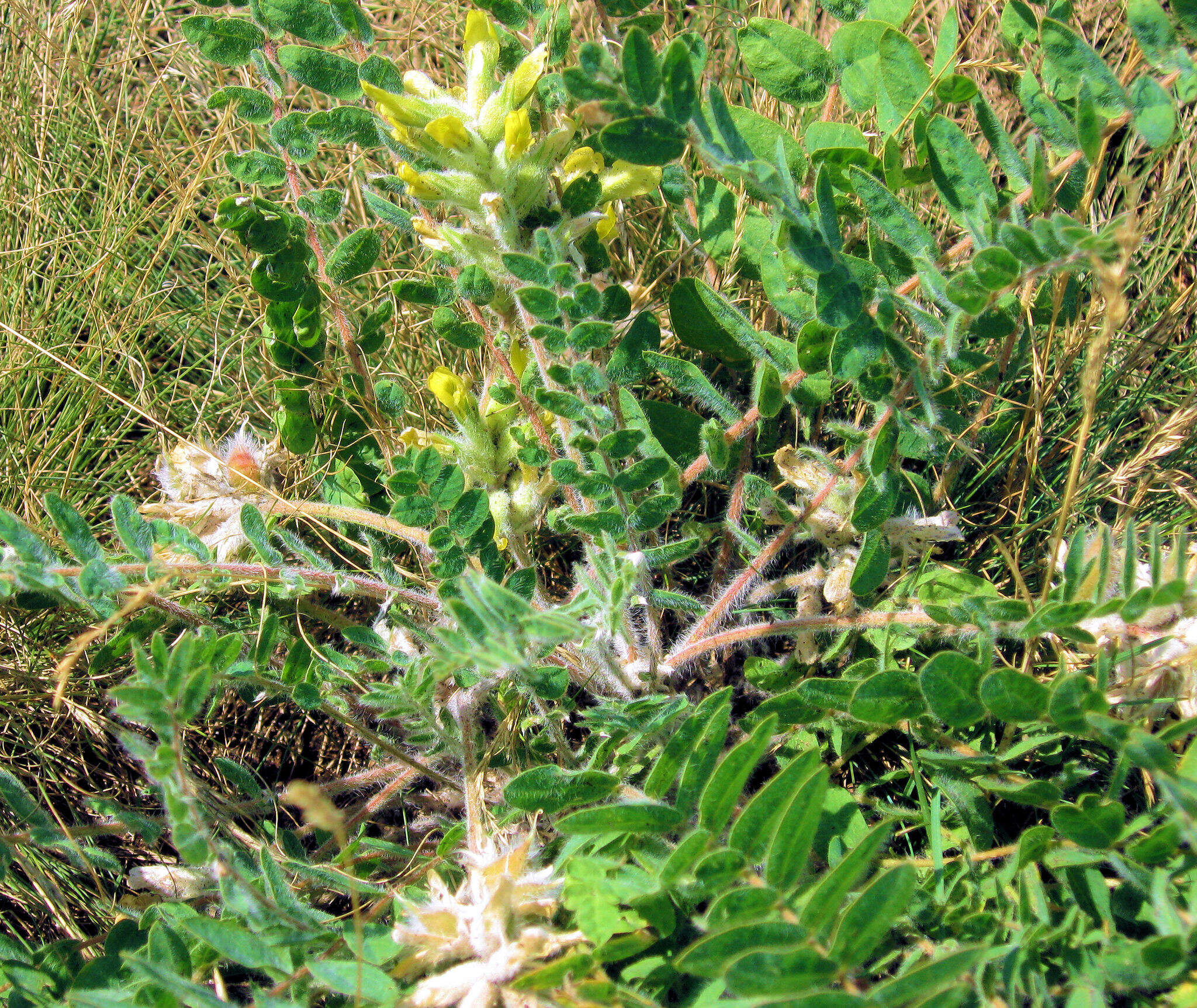 Image of Astragalus dasyanthus Pall.