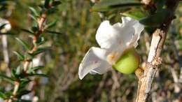 Image of Pink Tea Tree