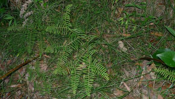 Image of Gleichenia dicarpa R. Br.