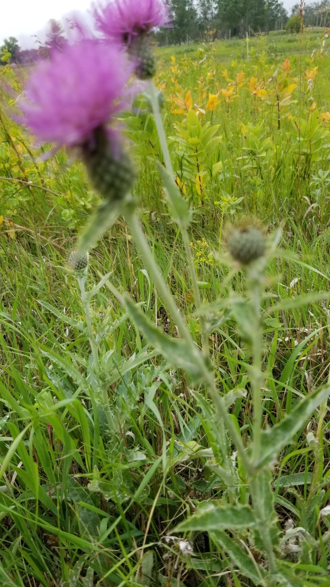 Image de Cirsium flodmanii (Rydb.) Arthur