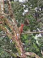 Image of Cinnamon Woodpecker