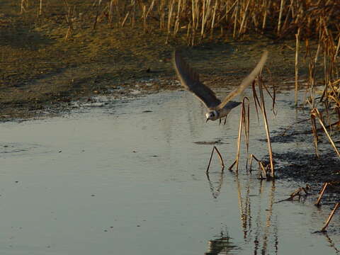 Image of Black Tern