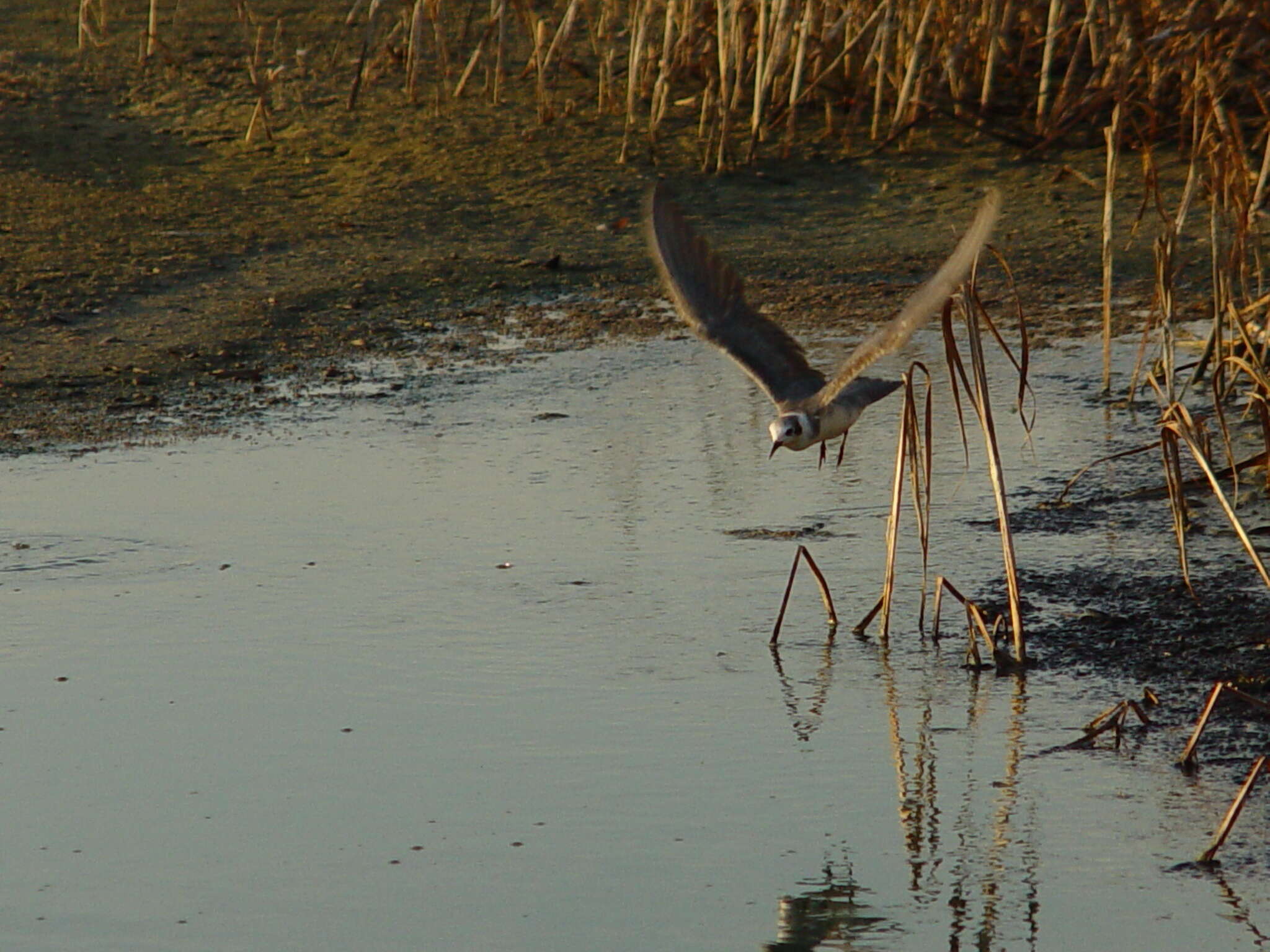 Image of Black Tern