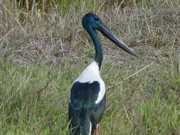 Image de Ephippiorhynchus asiaticus australis (Shaw 1800)