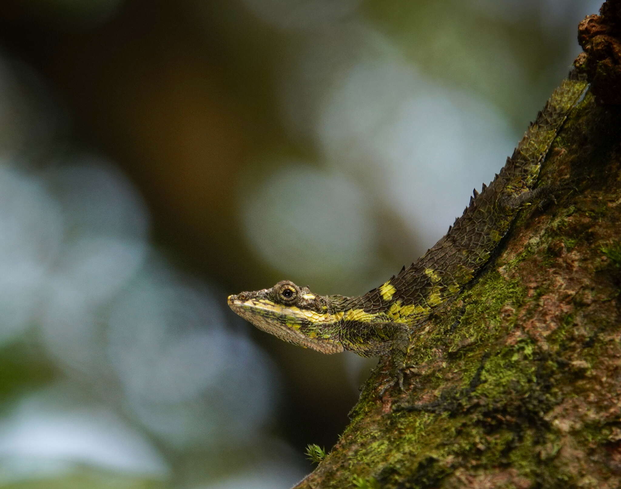 Imagem de Cophotis dumbara Samarawickrama, Ranawana, Rajapaksha, Ananjeva, Orlov, Ranasinghe & Samarawickrama 2006