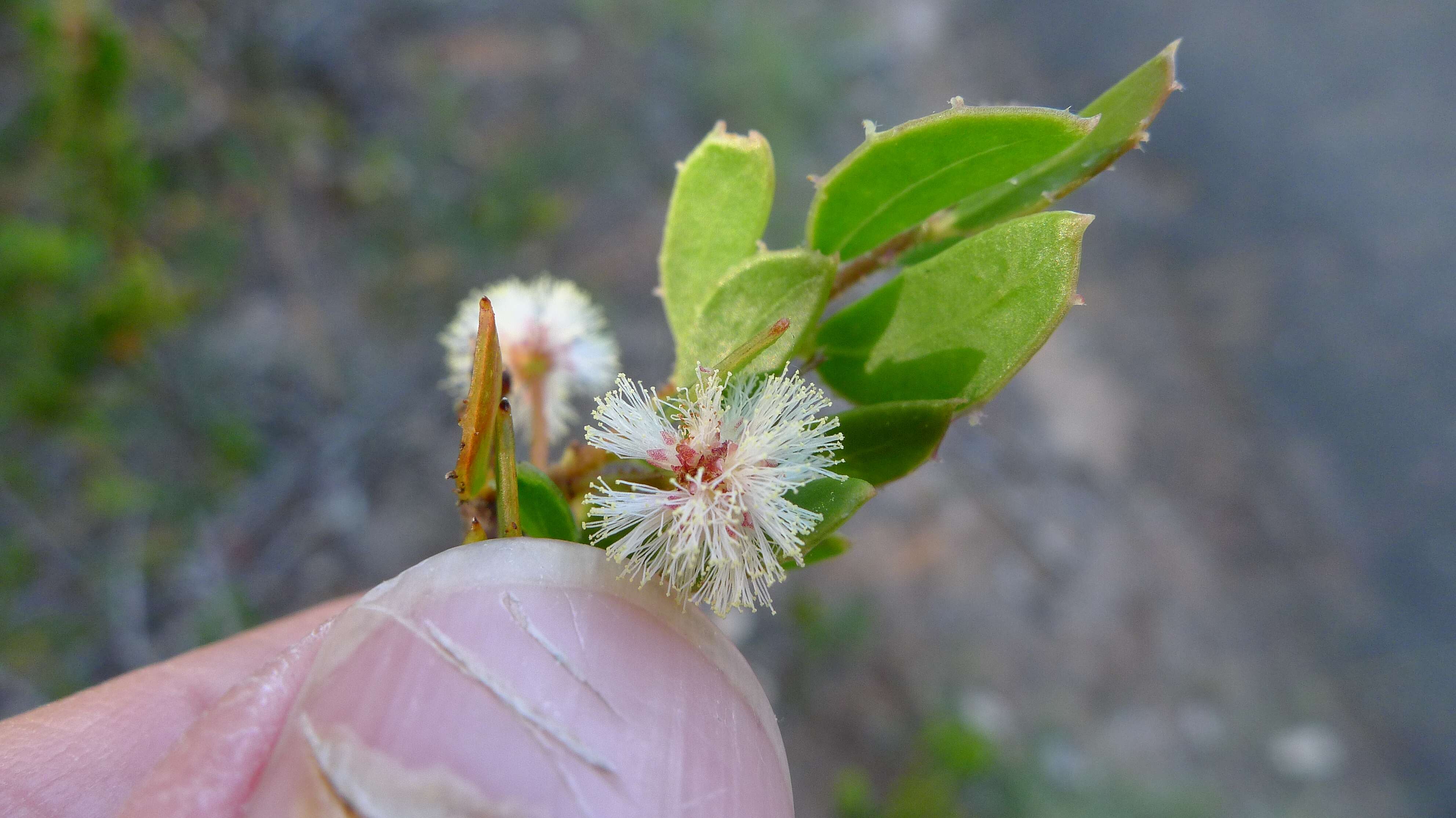 Image of Acacia hispidula (Sm.) Willd.