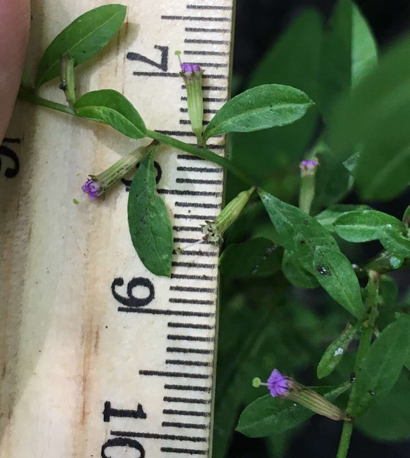 Image of Curtiss' Loosestrife