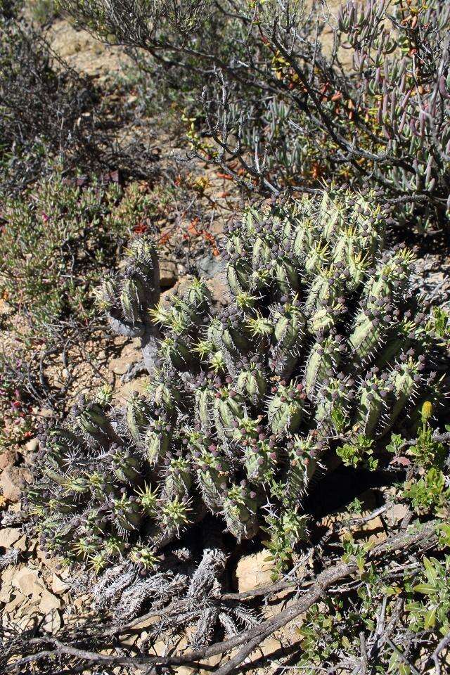 Слика од Euphorbia nesemannii R. A. Dyer