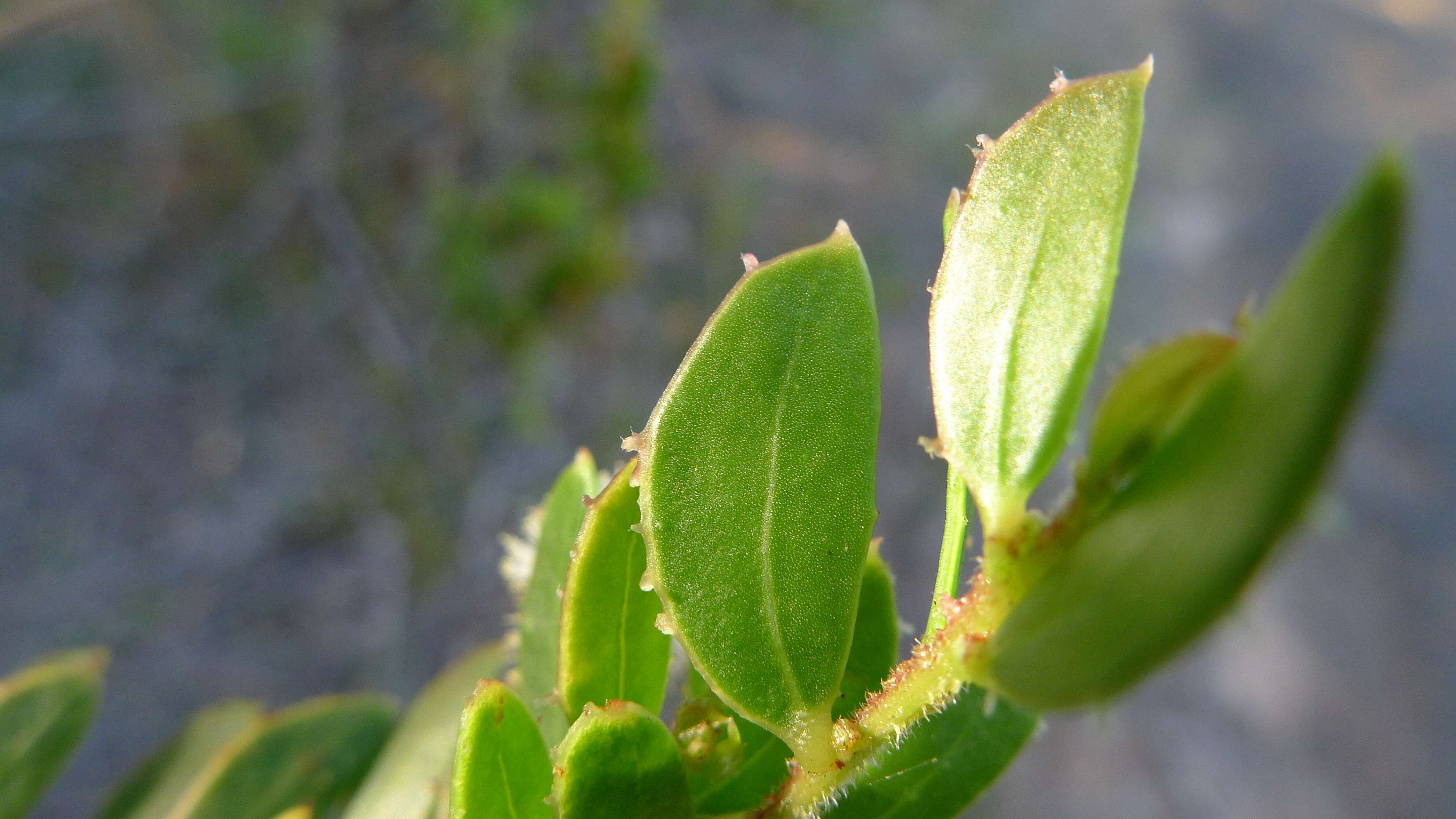 Image of Acacia hispidula (Sm.) Willd.