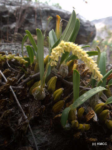 Слика од Bulbophyllum baronii Ridl.