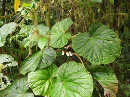 Image of Begonia baccata Hook. fil.