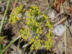 Image of Glia prolifera (Burm. fil.) B. L. Burtt