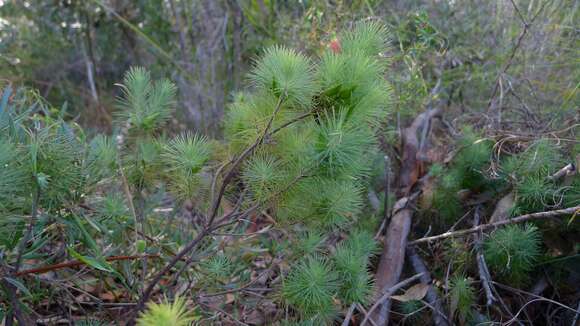 Слика од Astroloma pinifolium (R. Br.) Benth.