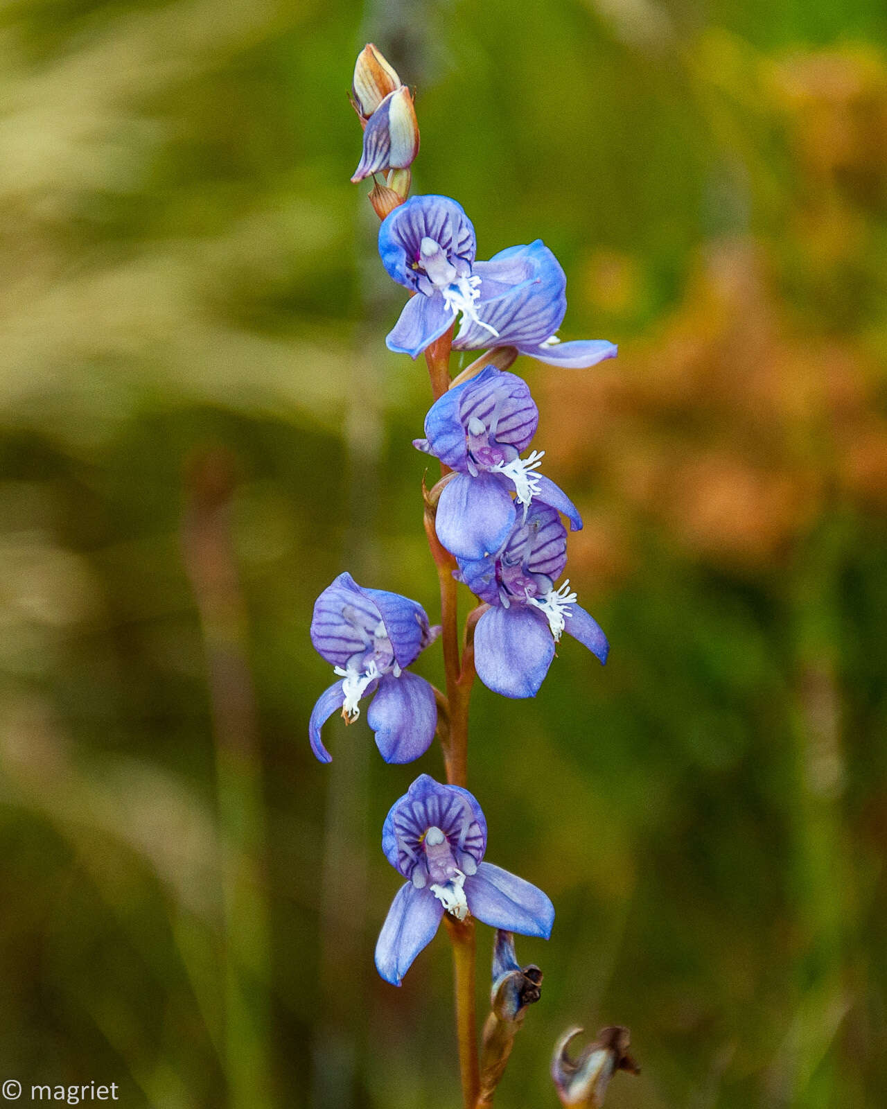 Image de Disa venusta Bolus