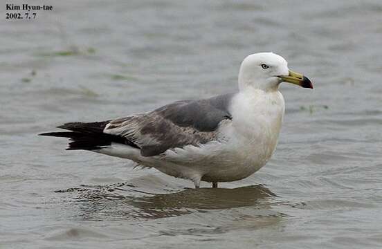 Image of Black-tailed Gull