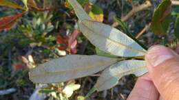 Image of Banksia oblongifolia Cav.