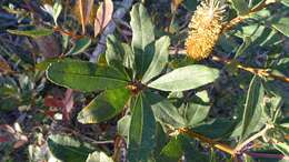 Image of Banksia oblongifolia Cav.