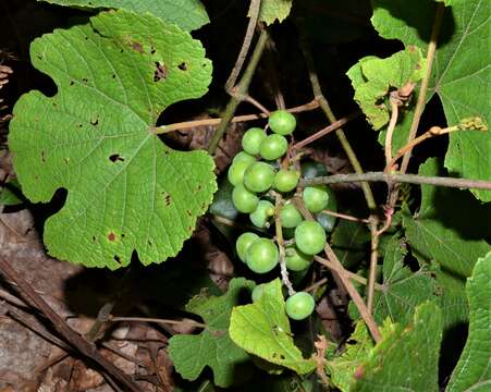 Imagem de Vitis aestivalis var. lincecumii (Buckley) Munson