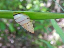 Image of Drymaeus tropicalis (Morelet 1849)