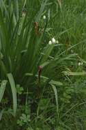 Image of Leucojum aestivum subsp. pulchellum (Salisb.) Malag. 1973