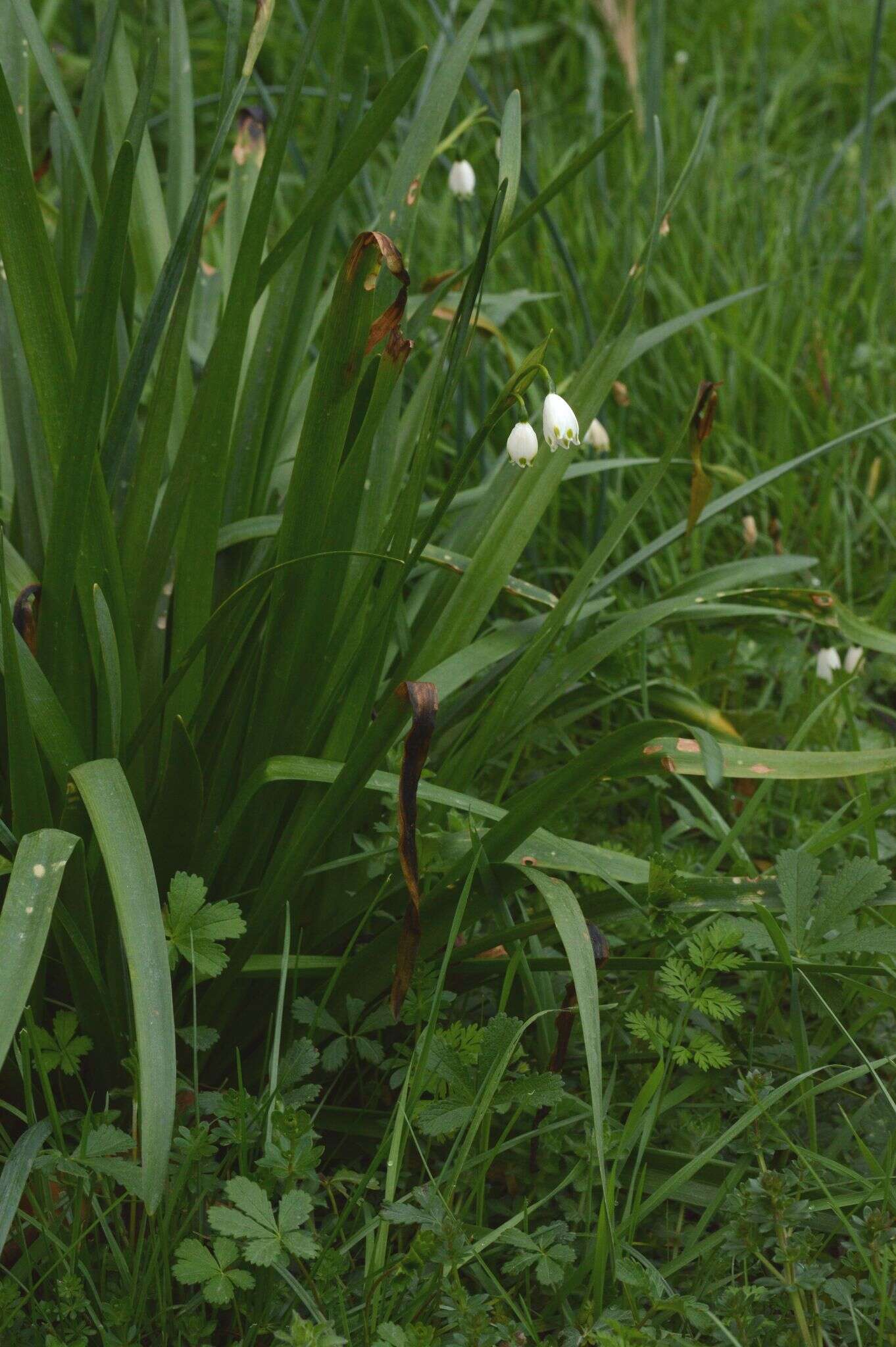 Image of Leucojum aestivum subsp. pulchellum (Salisb.) Malag. 1973