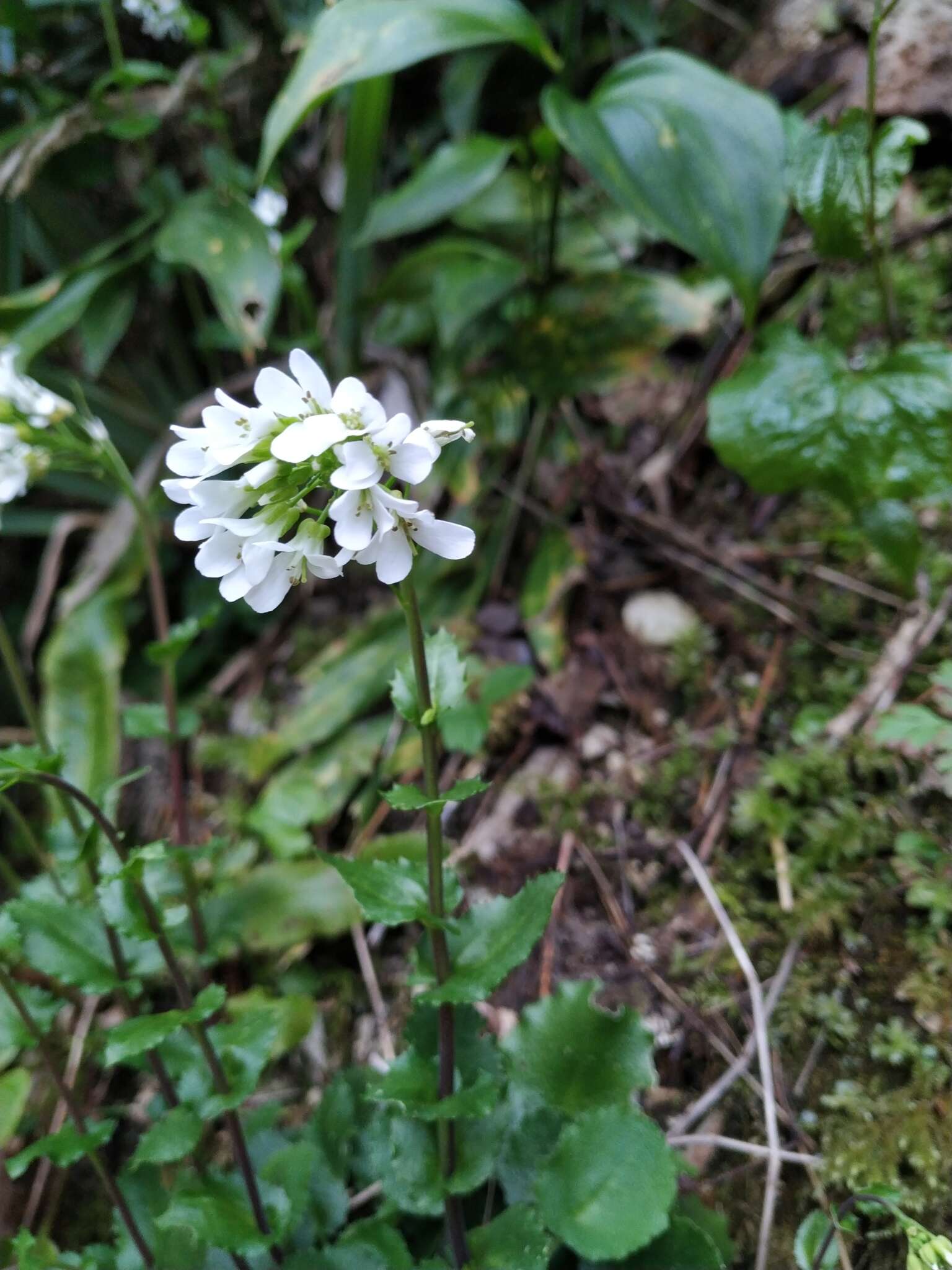 Sivun Arabis nordmanniana Rupr. kuva