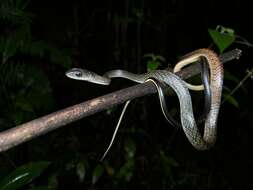 Image of White-bellied Rat Snake