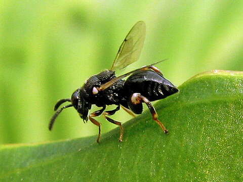 Image de Brachymeria minuta (Linnaeus 1767)