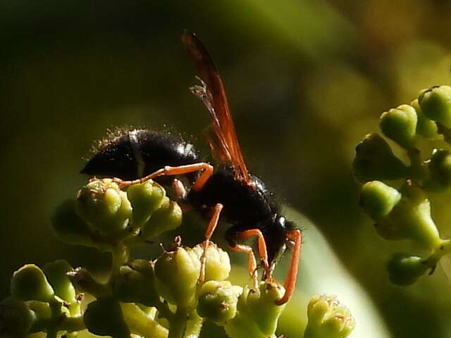 Plancia ëd Hypodynerus vespiformis (Haliday 1837)