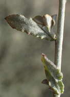 Image of Helichrysum zeyheri Less.