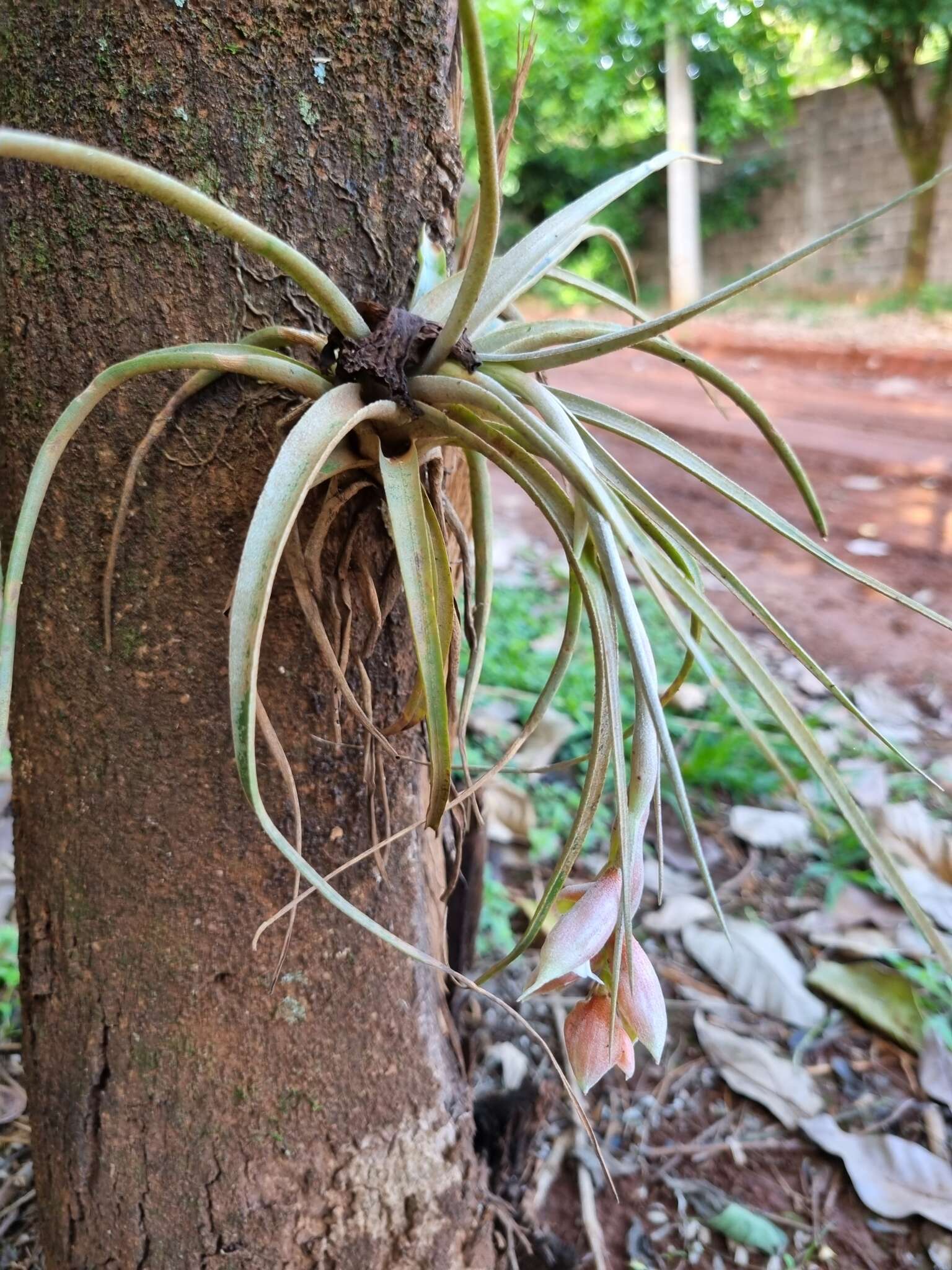 Image of Tillandsia pohliana Mez