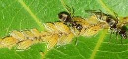 Image of Aphid