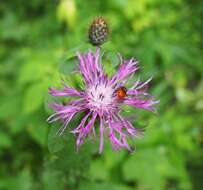 Image of Rhingia rostrata (Linnaeus 1758)