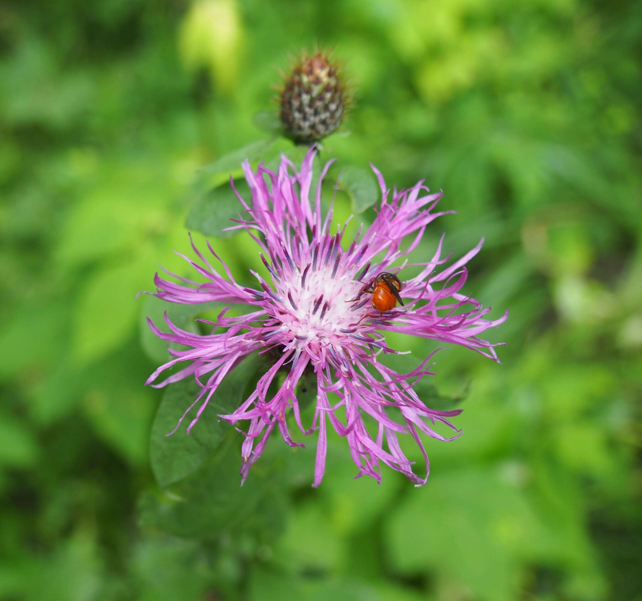 Image of Rhingia rostrata (Linnaeus 1758)