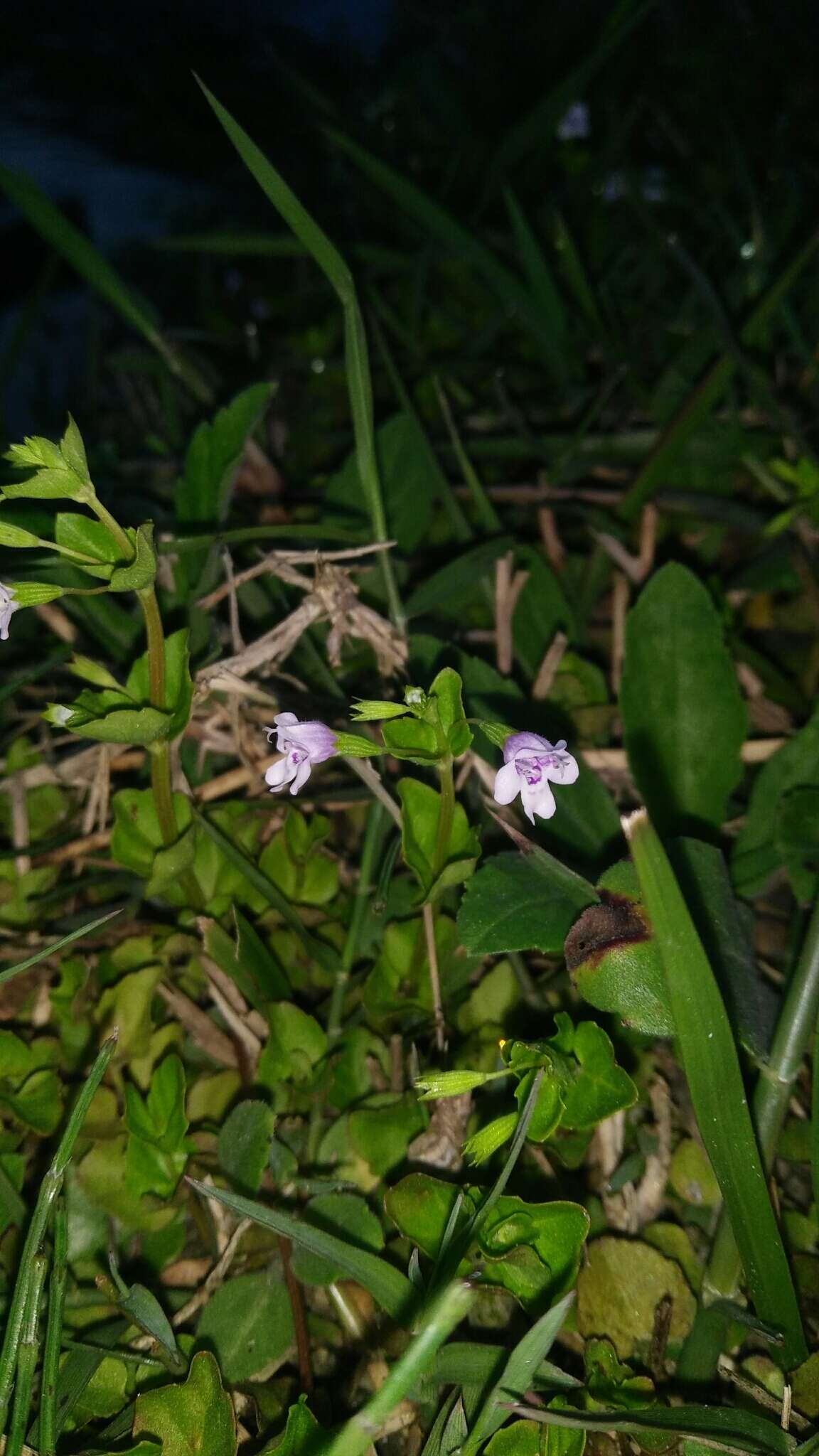 Clinopodium brownei (Sw.) Kuntze resmi