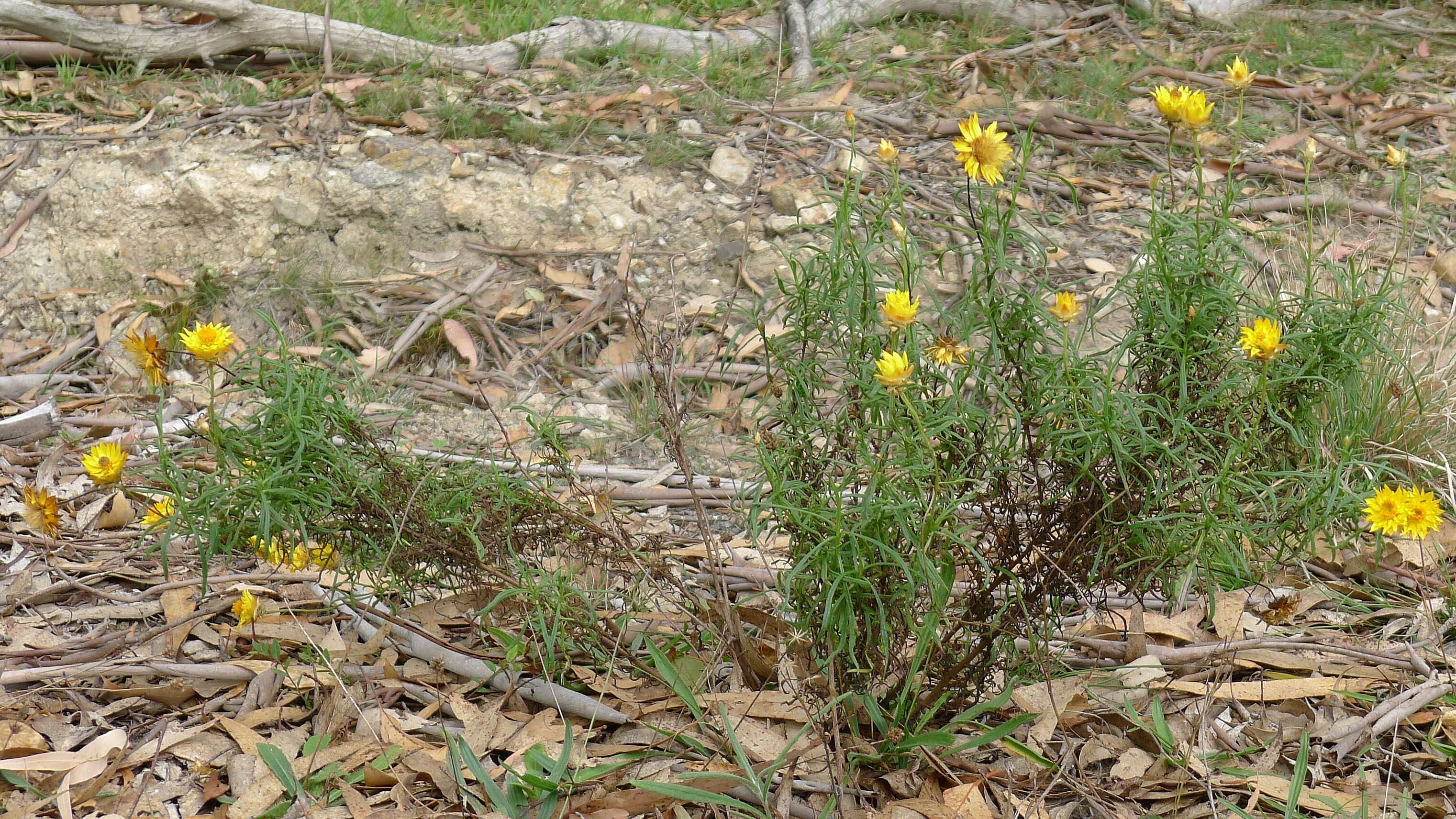 Plancia ëd Xerochrysum viscosum