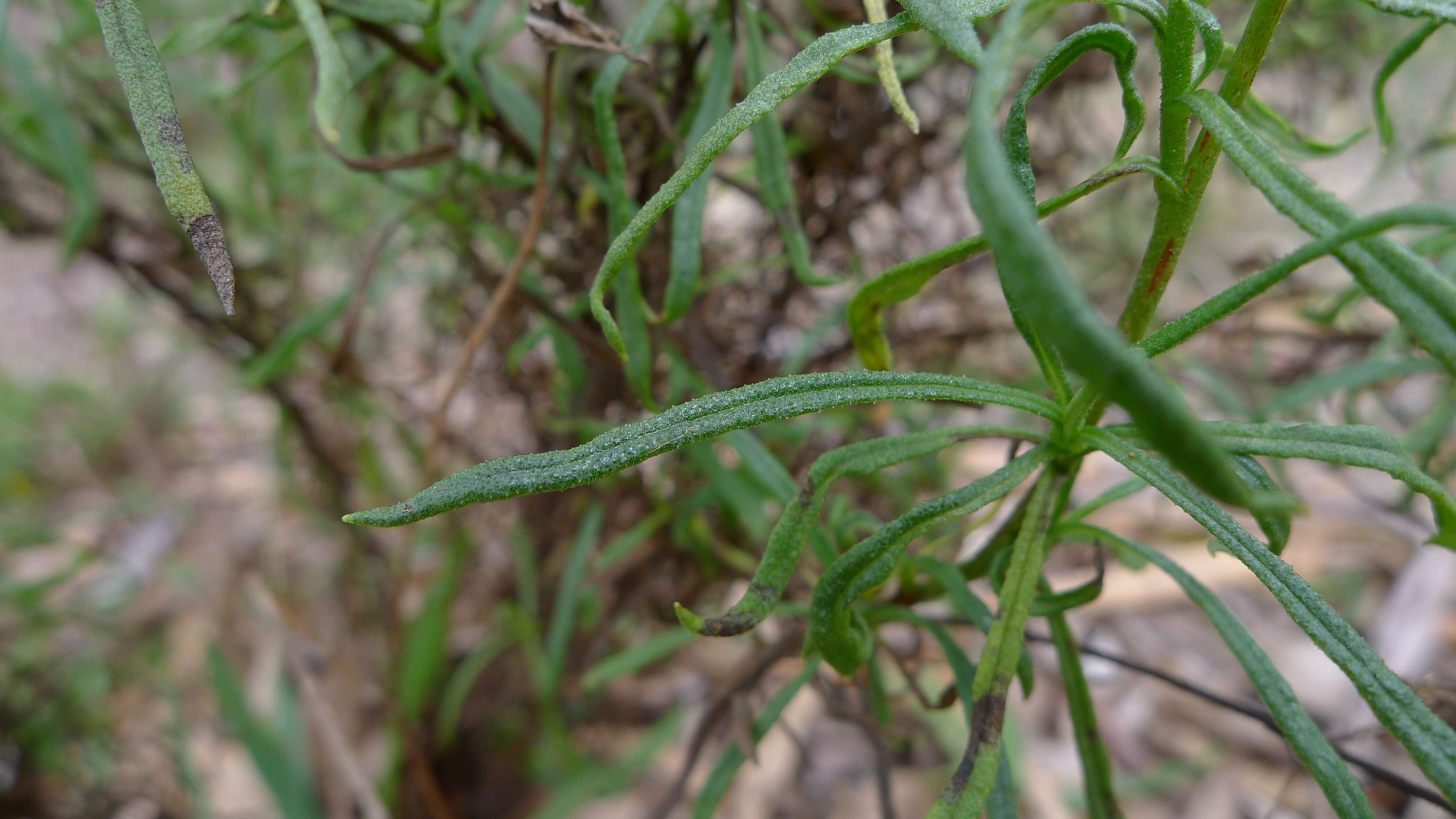 Plancia ëd Xerochrysum viscosum