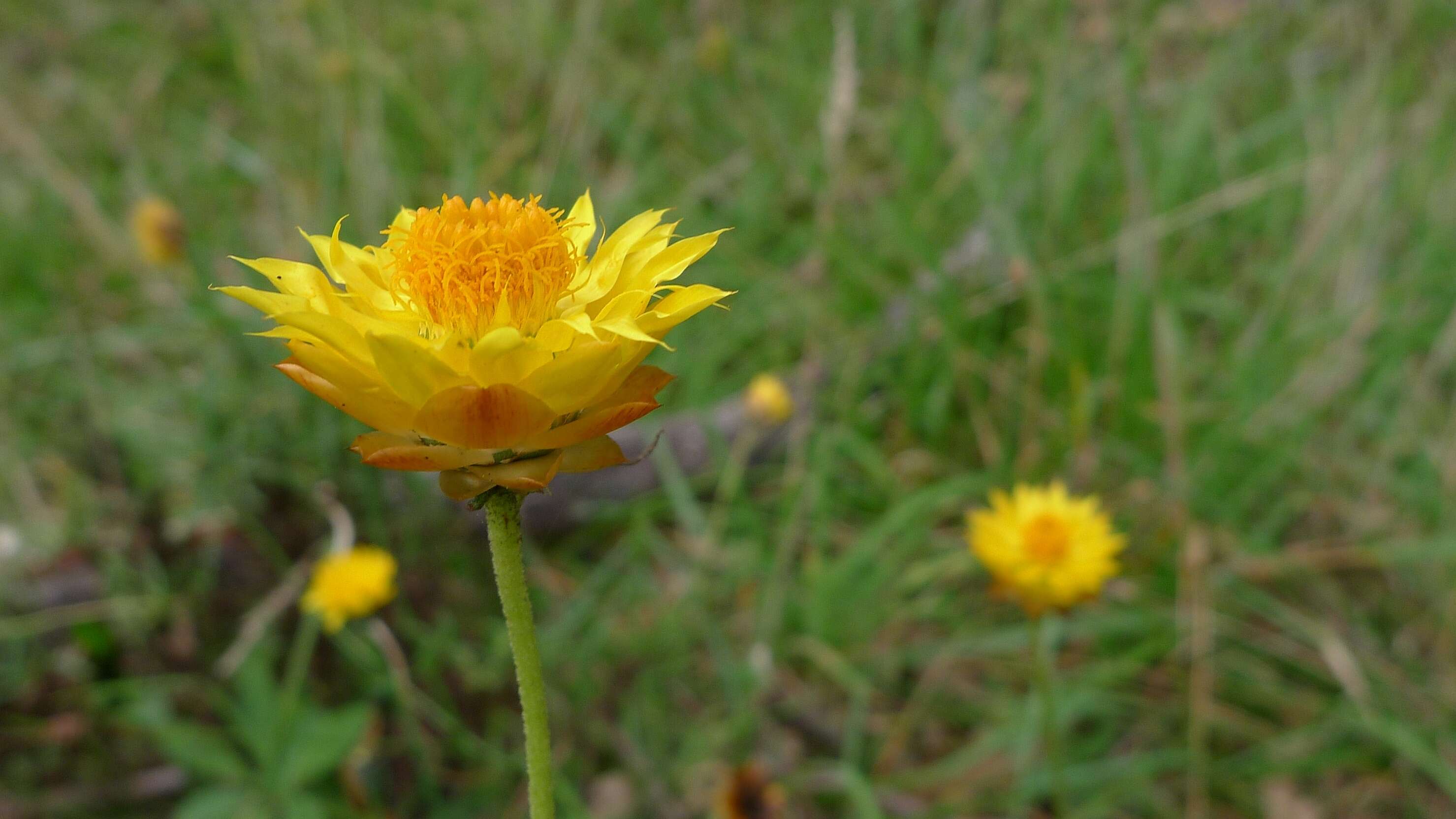 Image of Xerochrysum viscosum