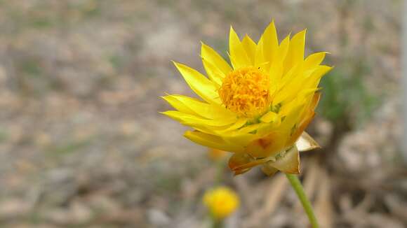 Plancia ëd Xerochrysum viscosum