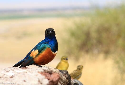 Image of Superb Starling