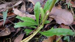 Image of bracted strawflower