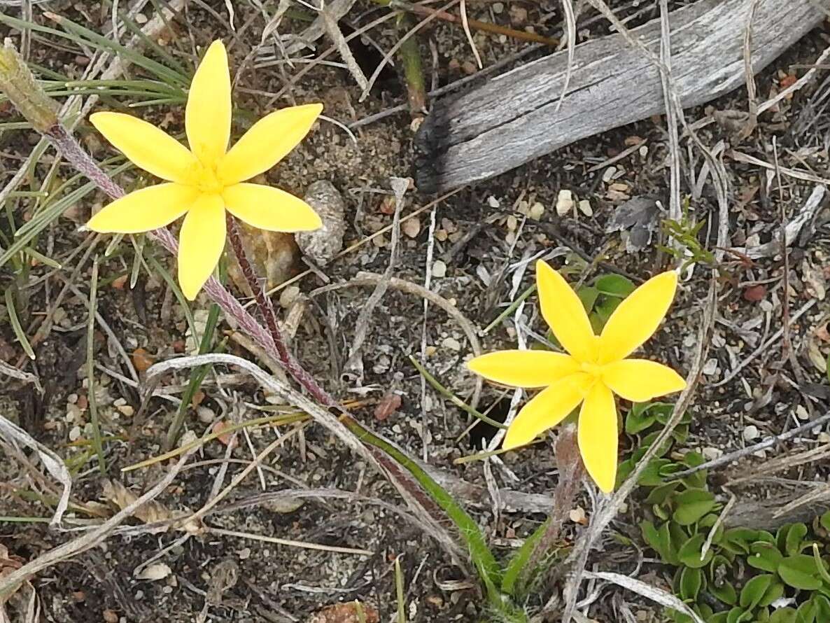 Image of Hypoxis floccosa Baker