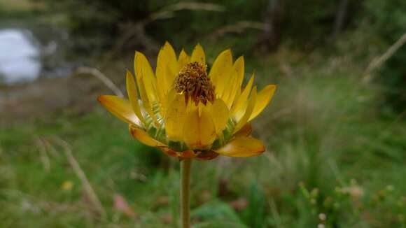 Plancia ëd Xerochrysum bracteatum (Vent.) N. N. Tzvel.